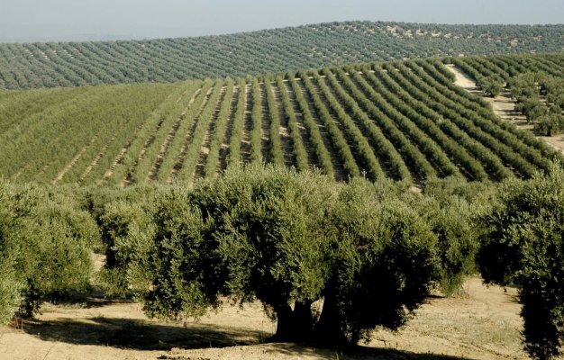 Expoliva 2023 İspanya Zeytin Turu - Resim 12